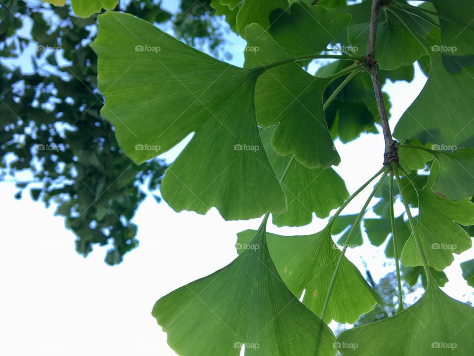 leaves from a ginkgo biloba tree