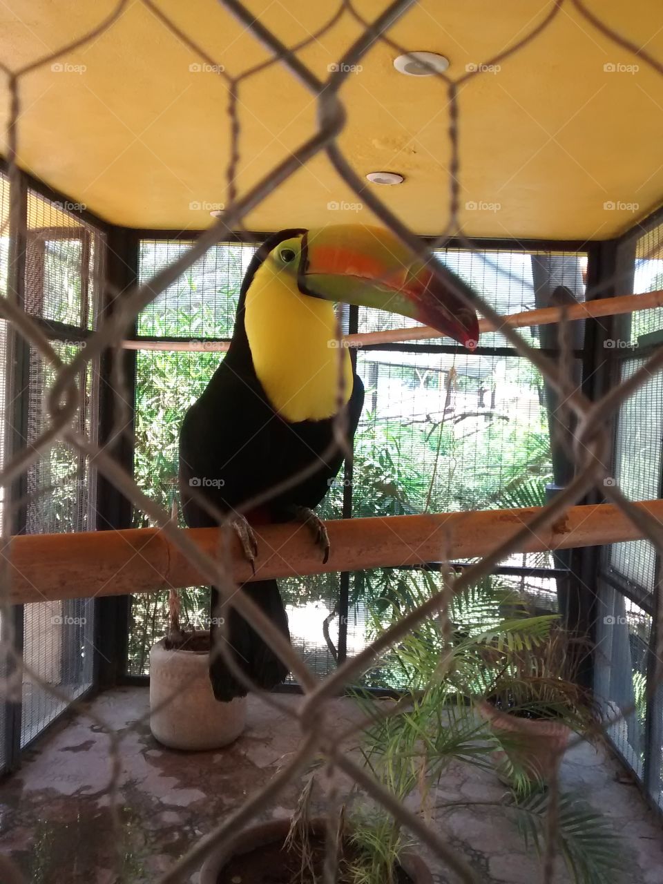 a tropical friend. This pal is a new bird of the local zoo of my town