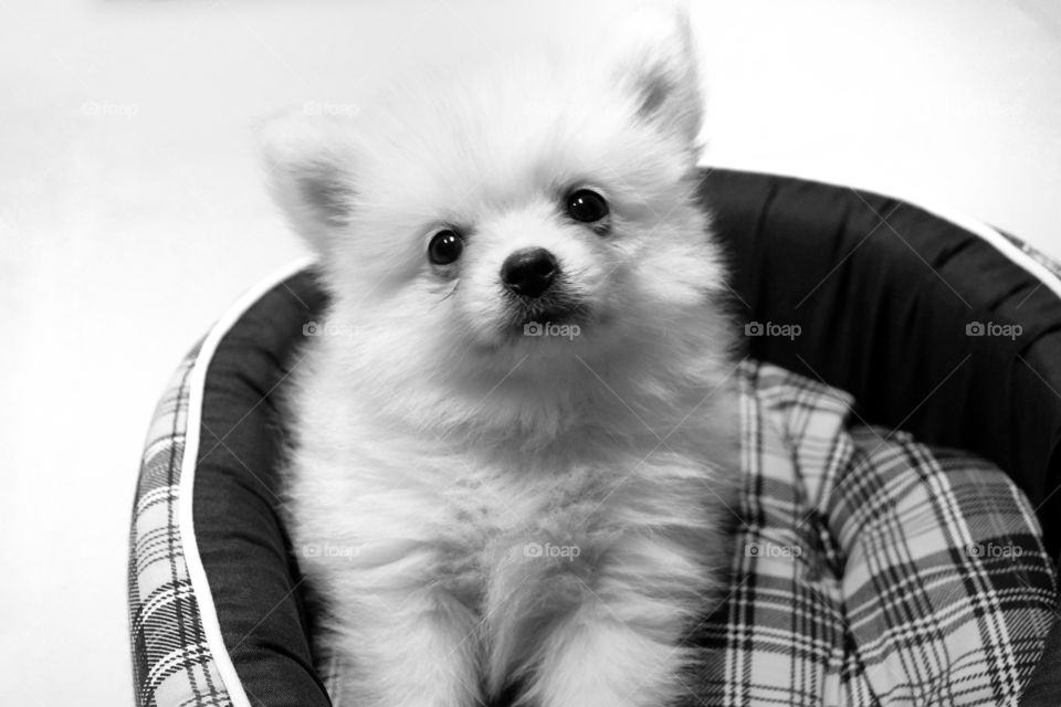 pomeranian puppy in the bed