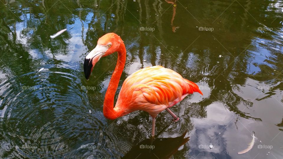 pink flamingo. it comes to show that no matter who or what we are out there, we always have family