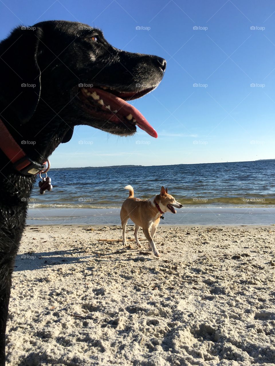 Happy dogs running the beach