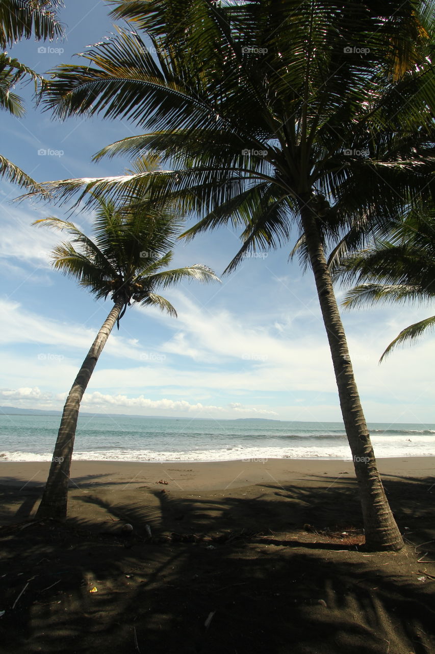 coconut tree