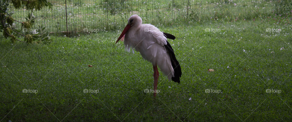 Bird, Wildlife, Nature, Animal, Beak