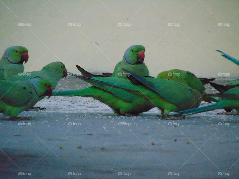 parrot's