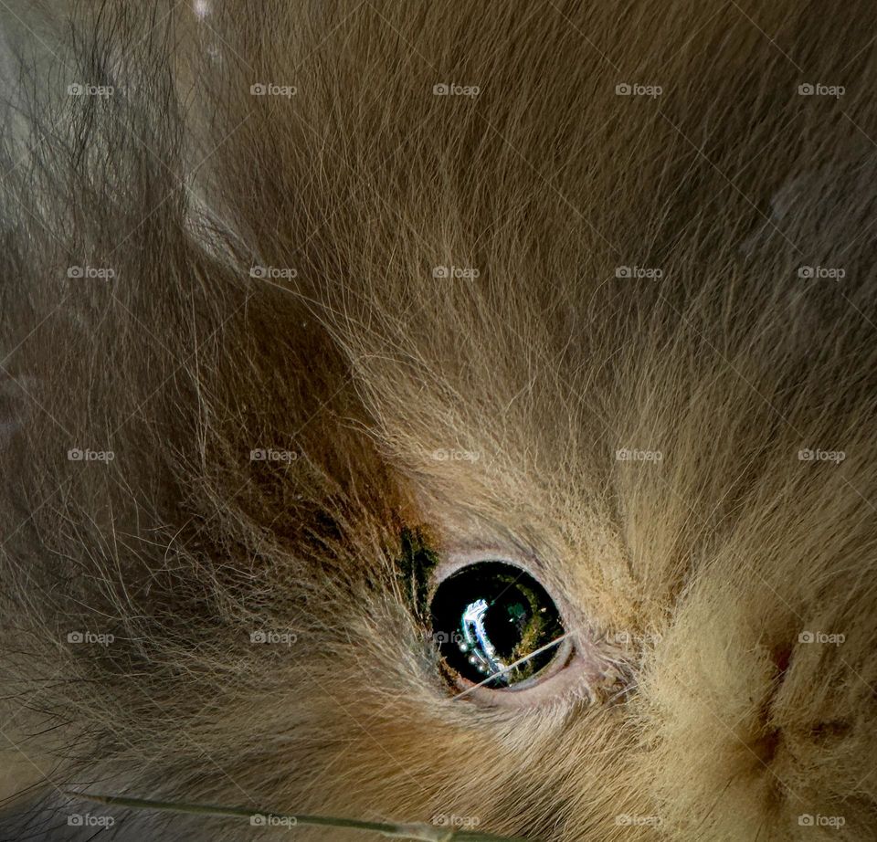 Closeup of rabbit eye