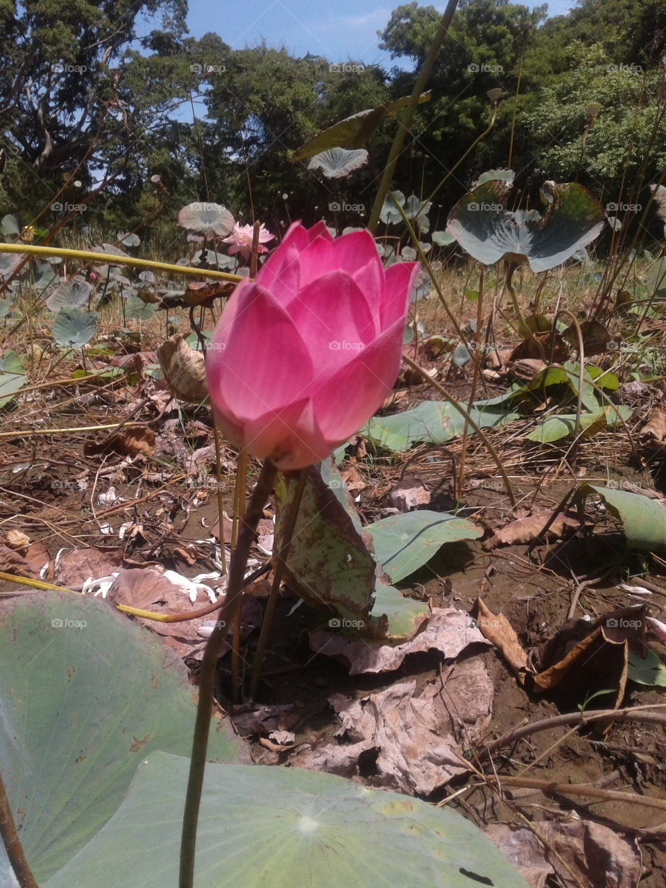 pink lotus