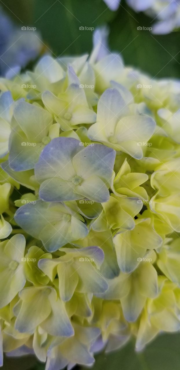 Beautiful spring flowers