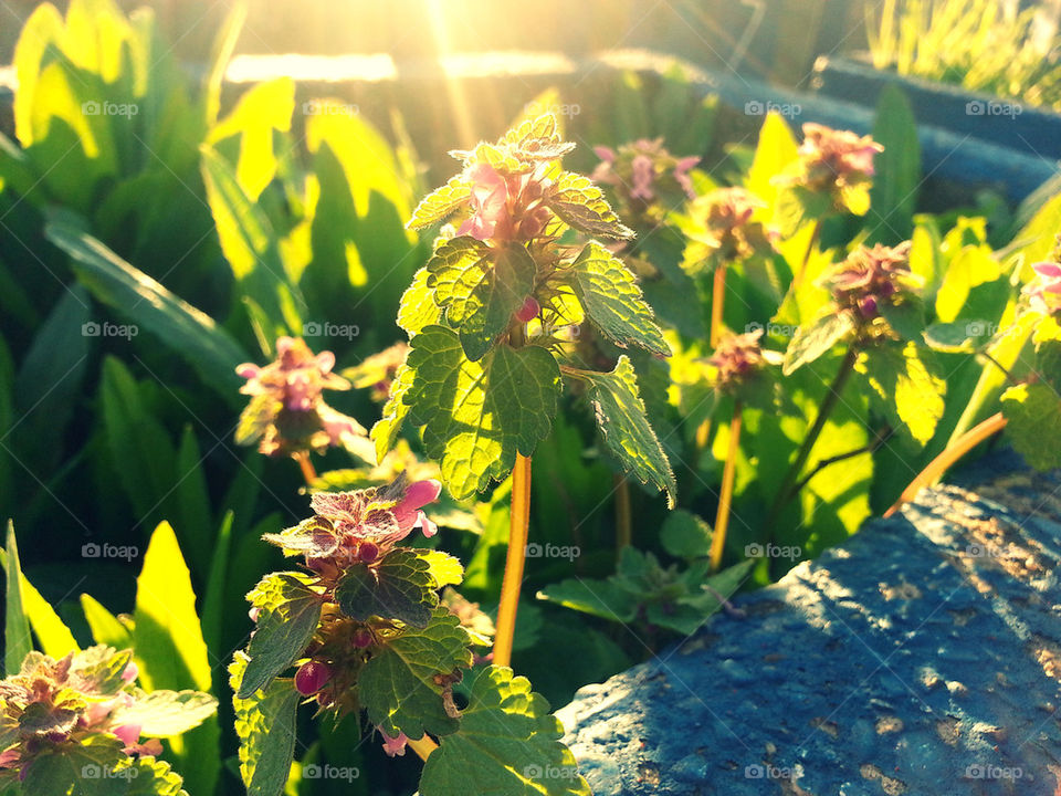 Spring plants