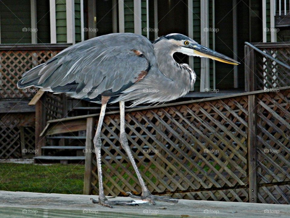 A Great Blue Heron is walking the plank looking for a handout 