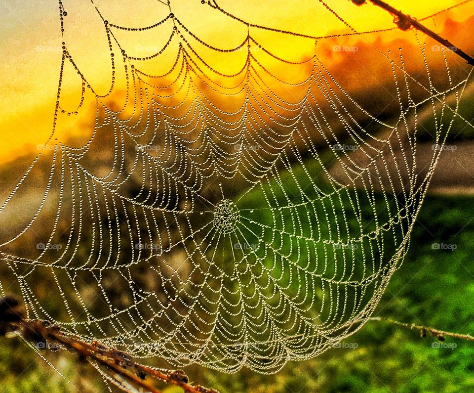 Just another web