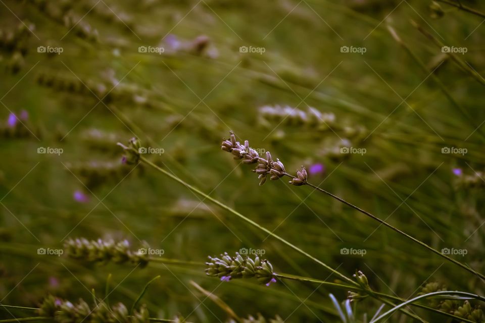 lavander 