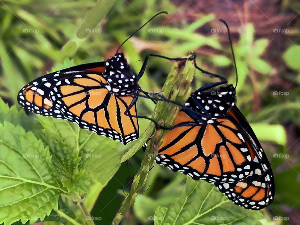 My hobby-Raising the beautiful and endangered Monarch Butterfly and Caterpillars in my Butterfly Garden.