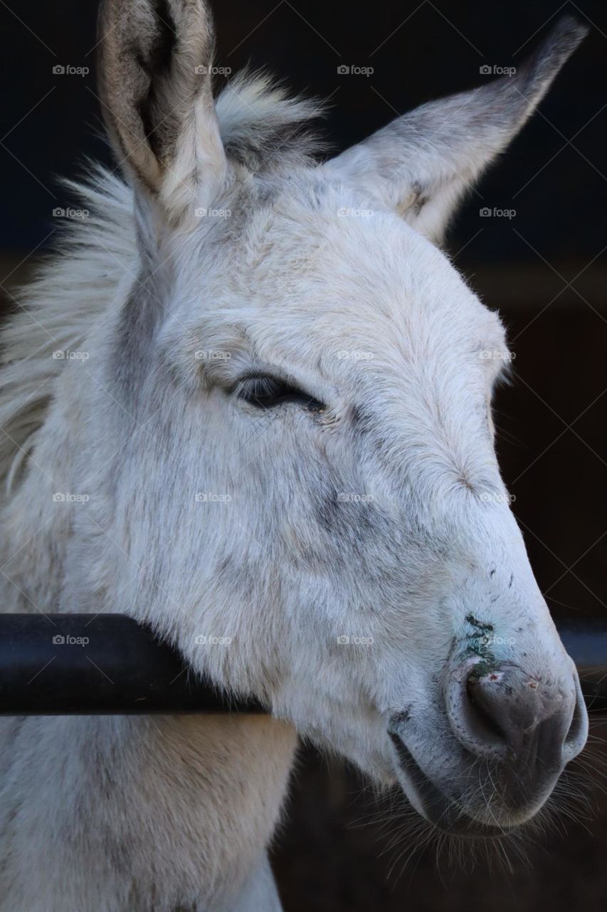 White donkey 