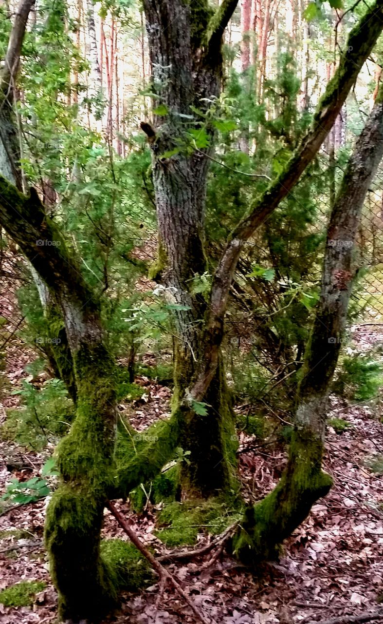 trees with moss