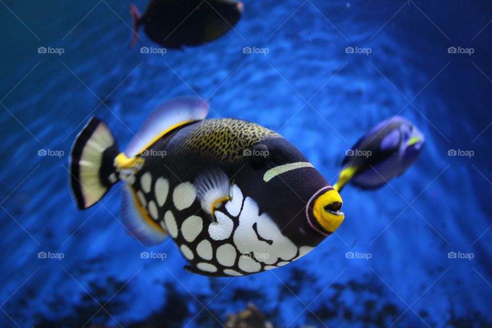 Fish in the aquarium 