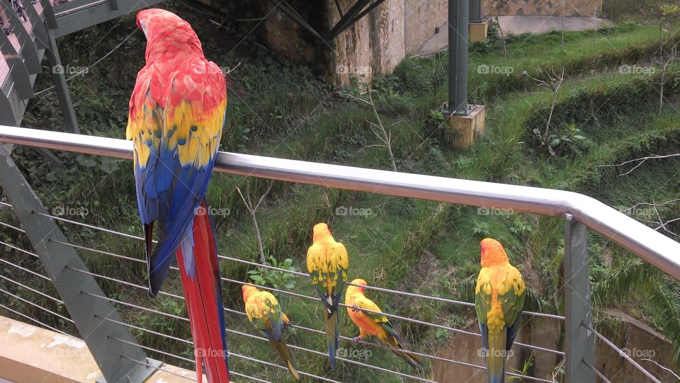 Macaw and parrots