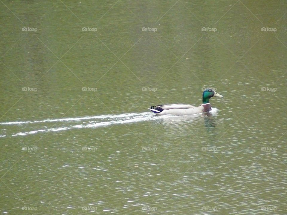 Duck on the water 