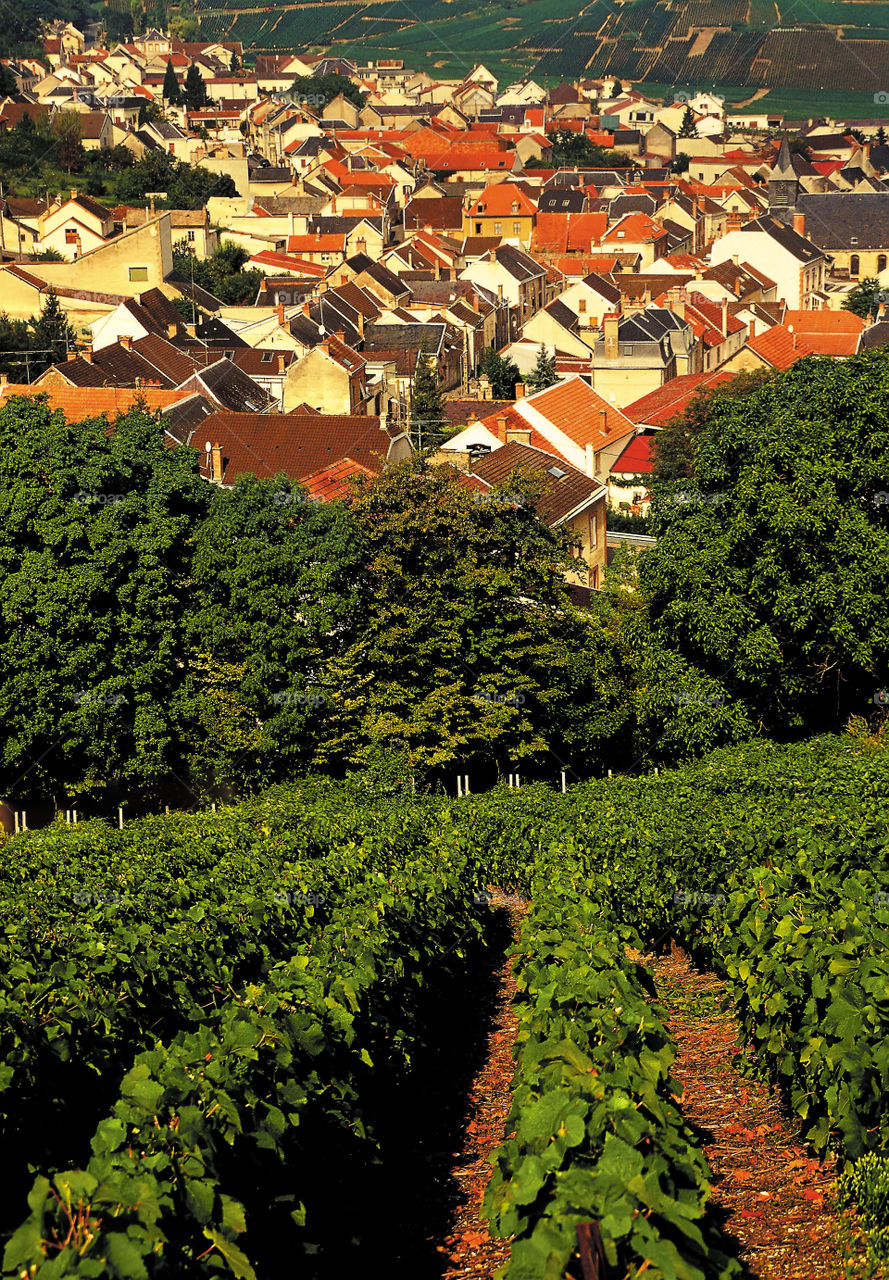 Champagne. Vineyards 