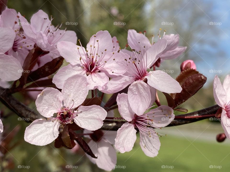 Cherry blossom at a riverside 