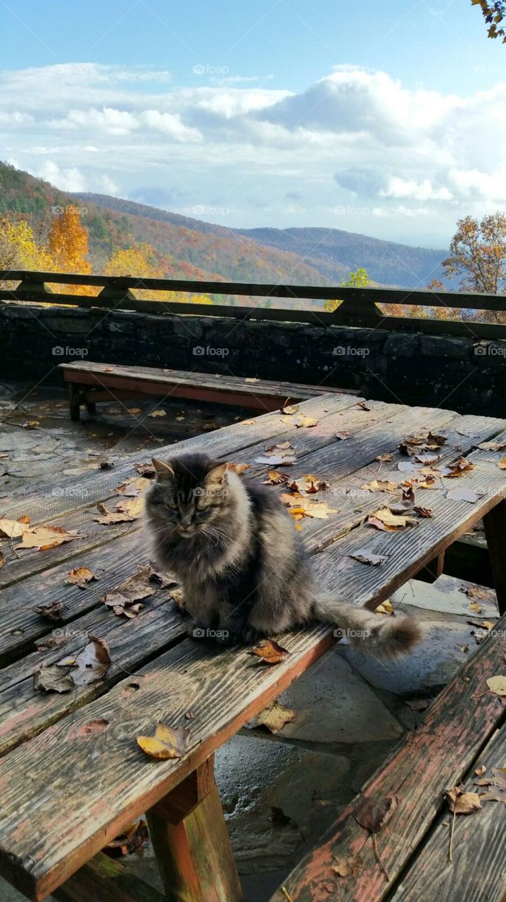 fluffy cat on a picnic table with fall foliage