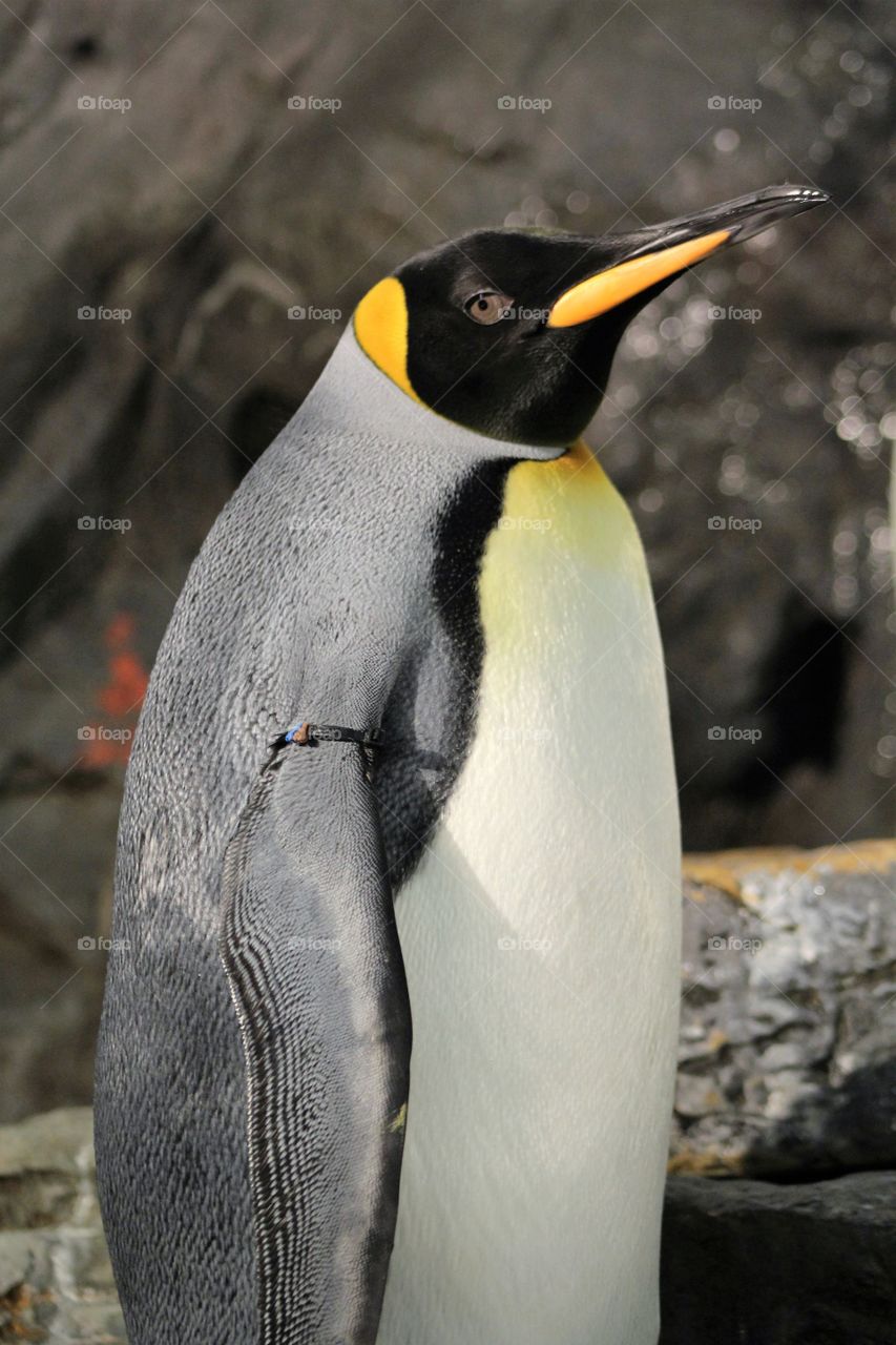 Penguin 