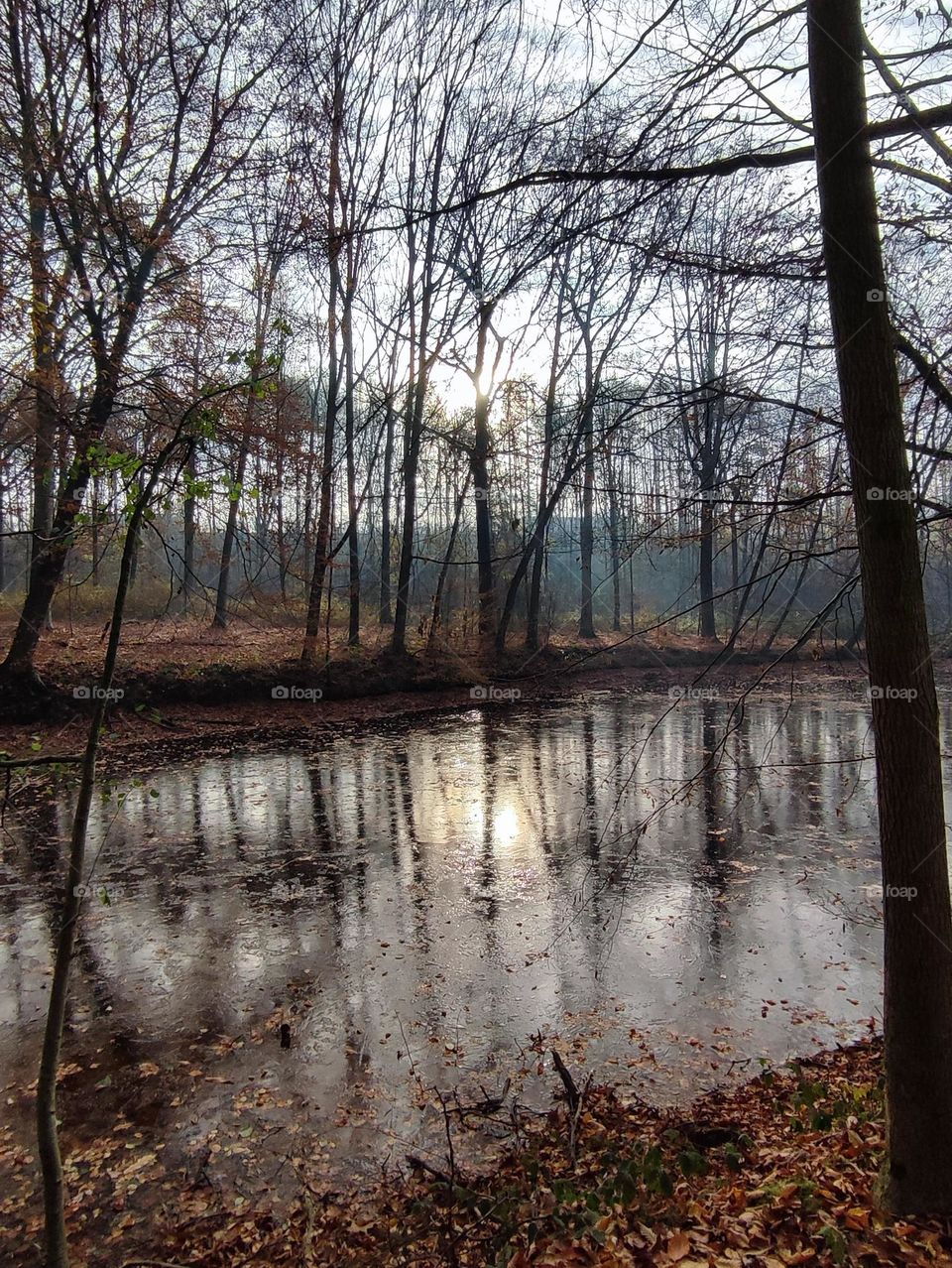 Wood, forest, nature , pond