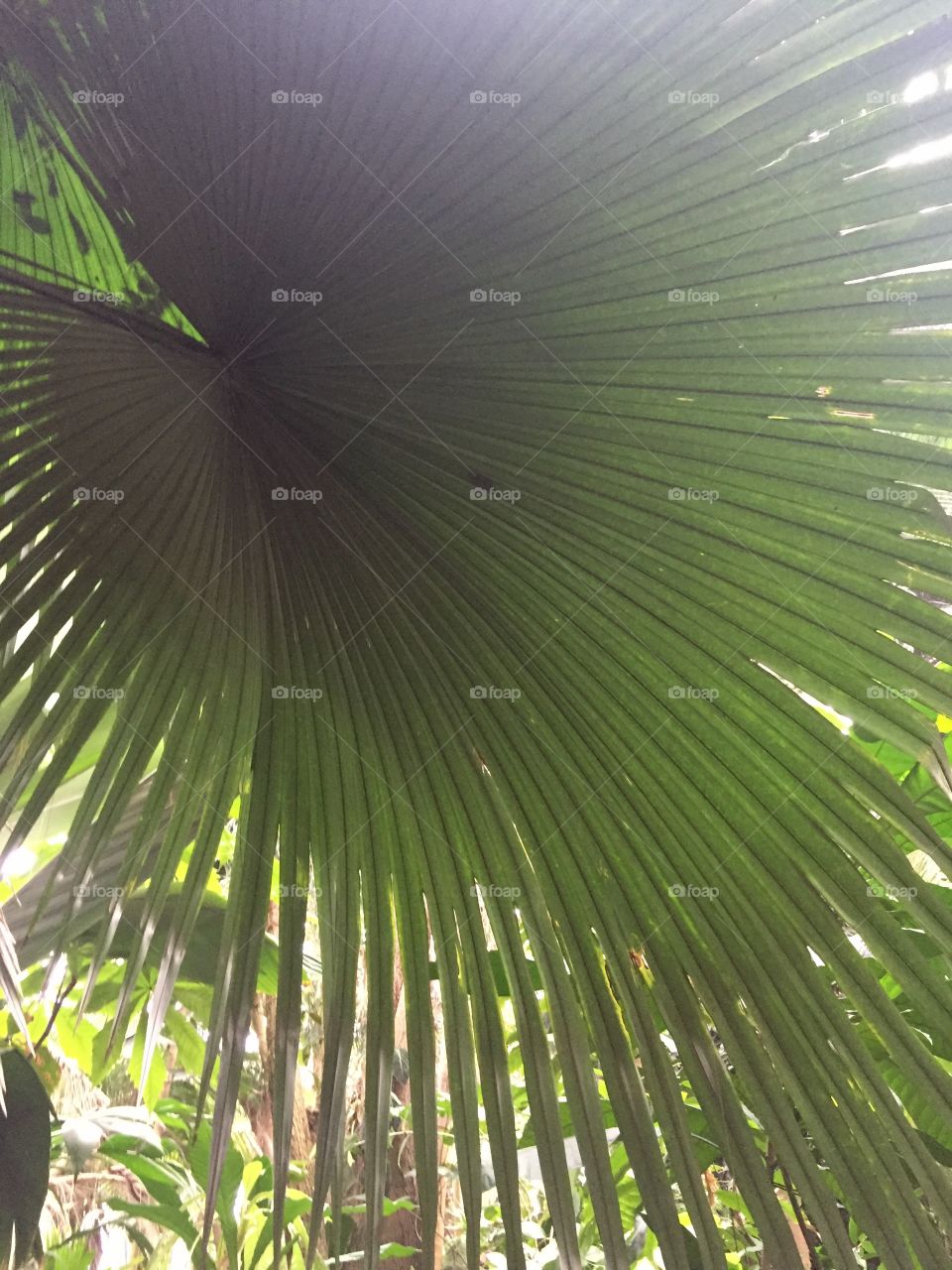 palm frond. 
