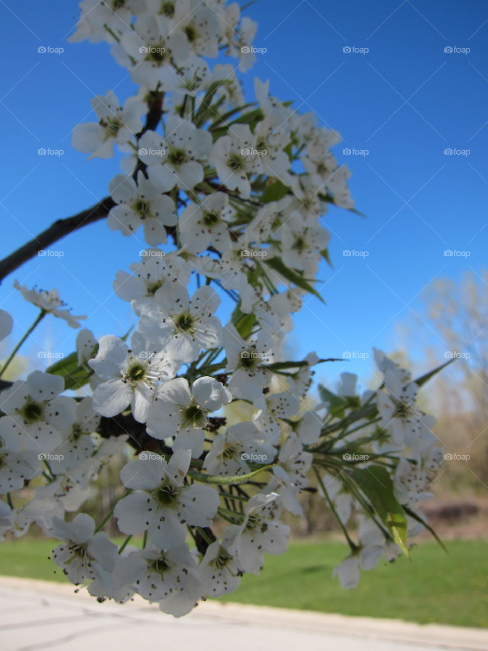 Apple blossoms in the sky