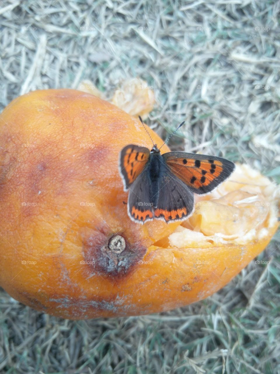 butterfly.fruits 
true nature
 📸 Muneeb bhat