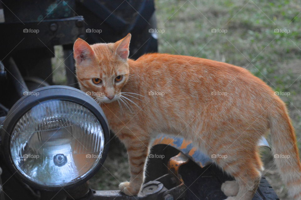 A cute cat standing with headlight