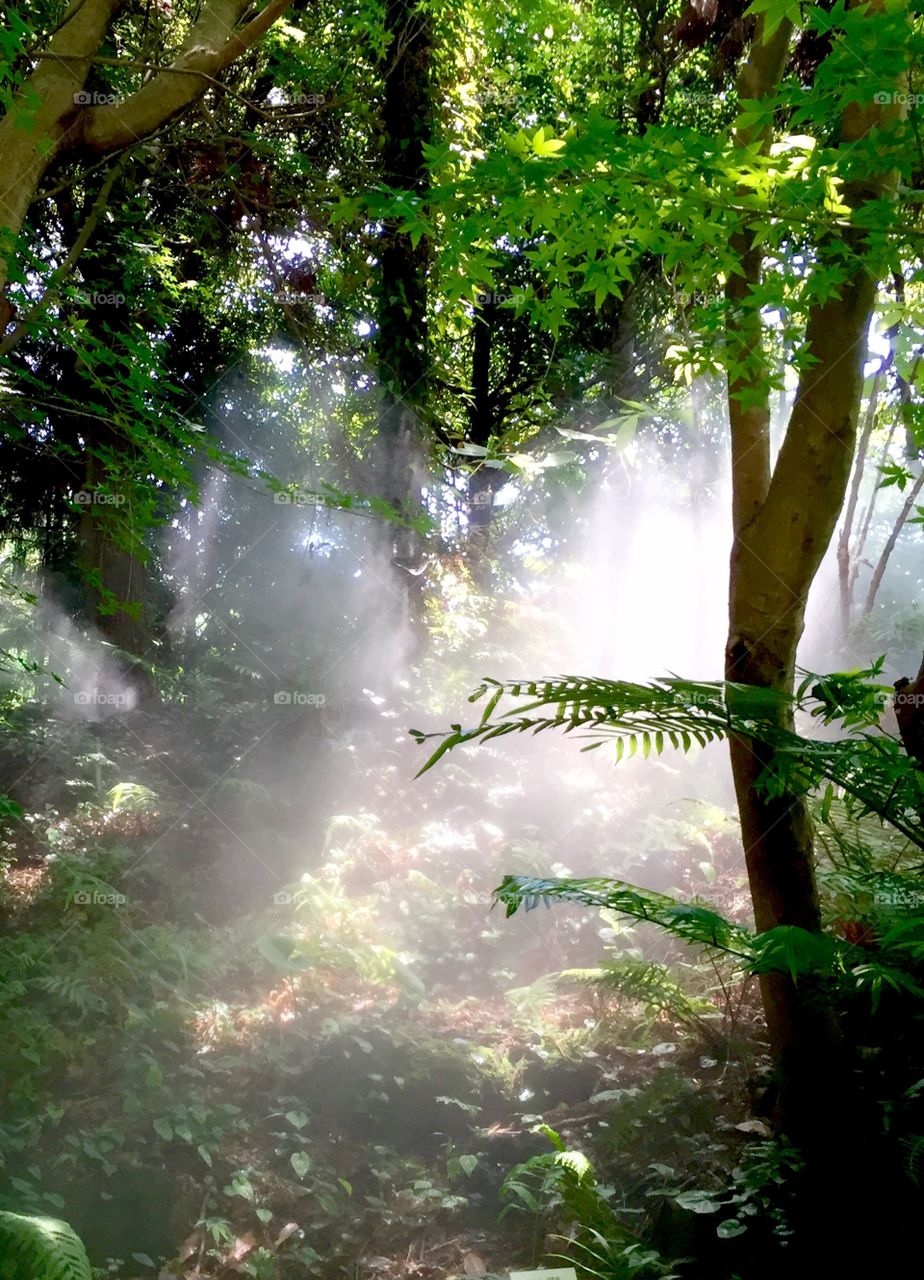 Lake Hamana Flower Garden