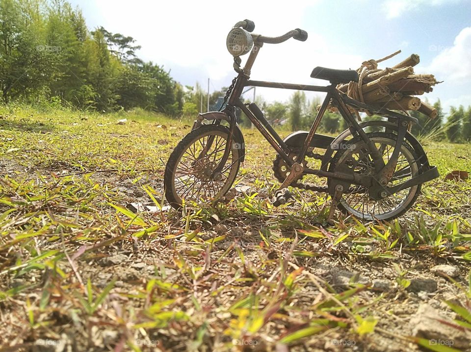 Looking for firewood