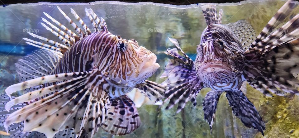 Lionfish Couple