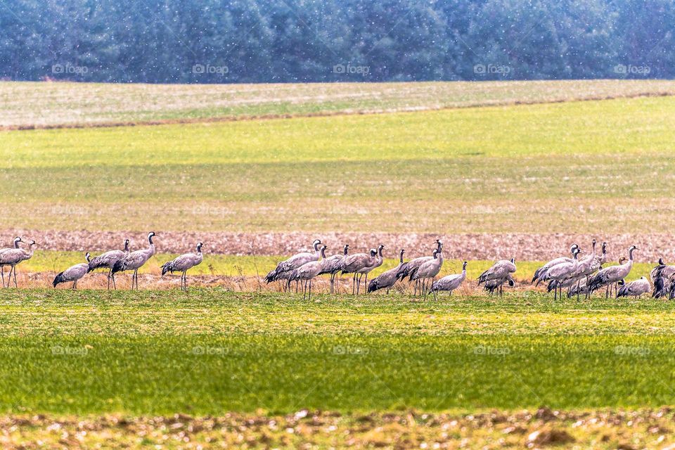 A flock of cranes.