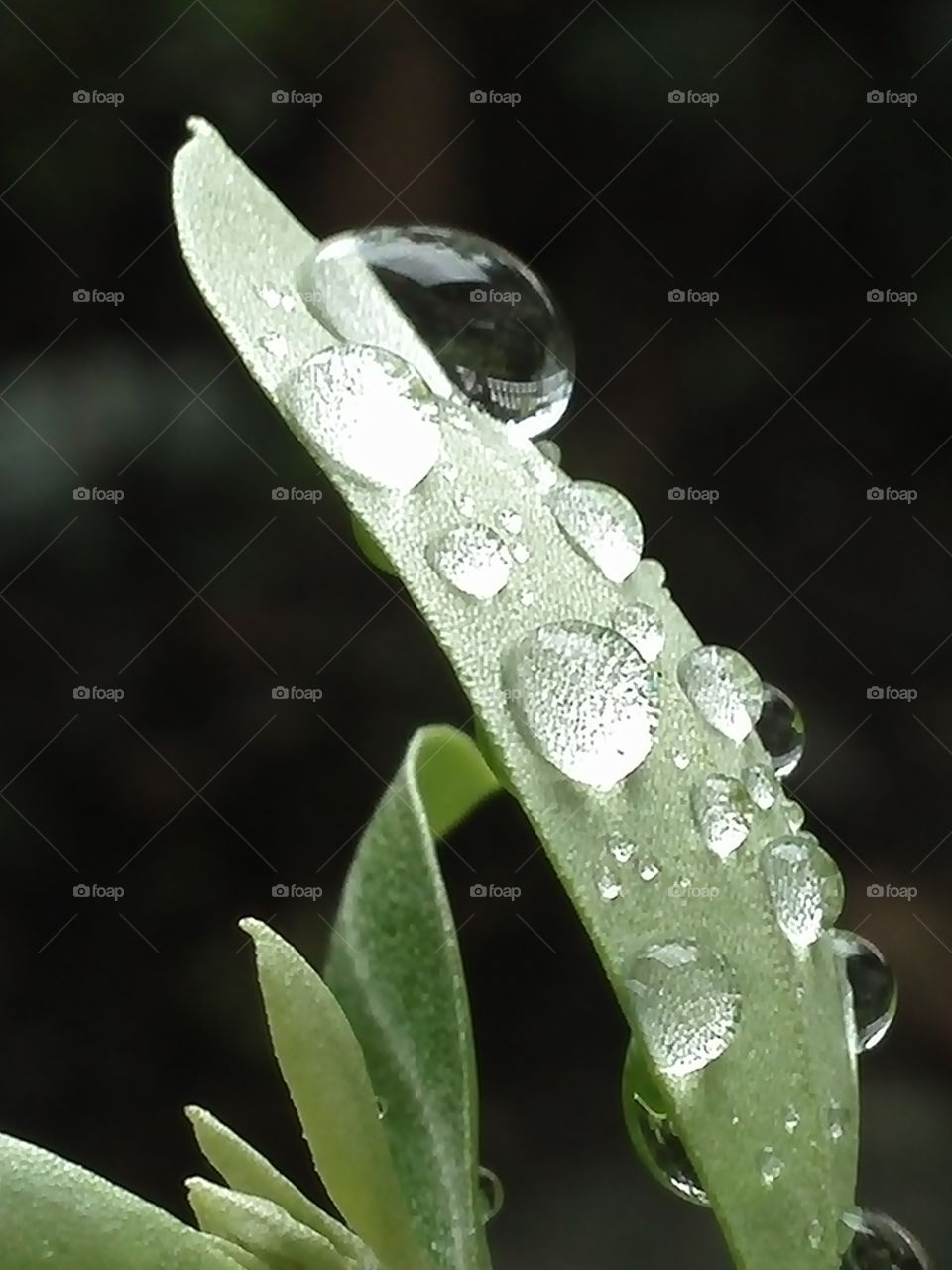 Waterdrops on olive leaves