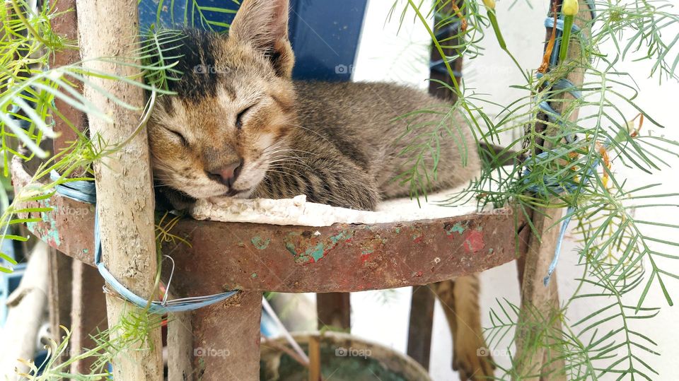 close view of a sleeping cat sorrounded by green leaves