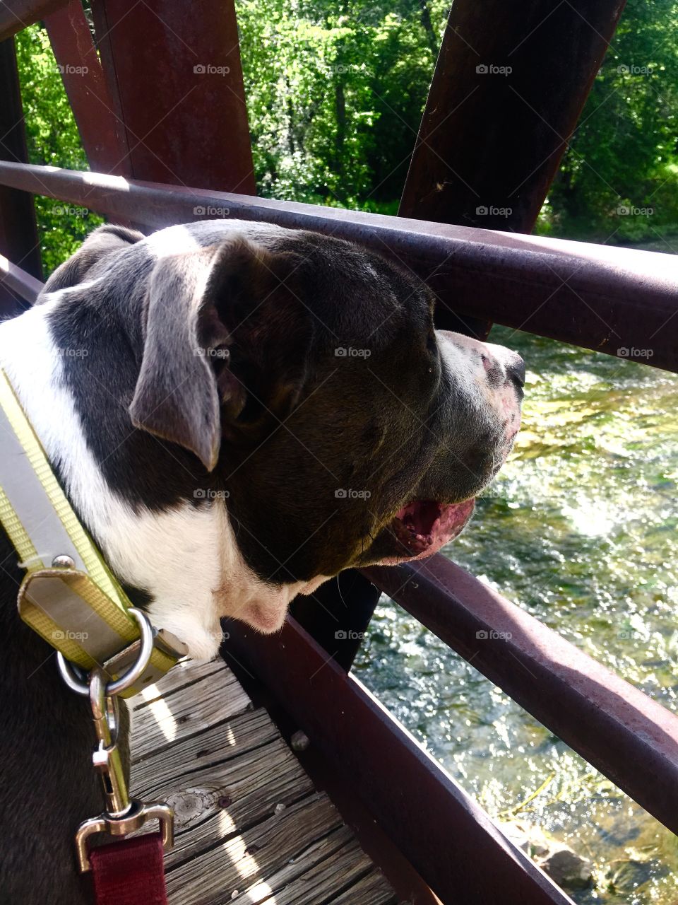 Diesel Dog And The Old Wooden Bridge
