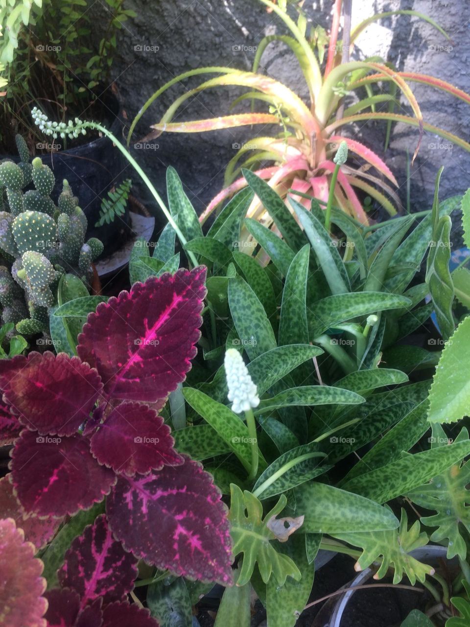 Beautiful Plants In The Garden 