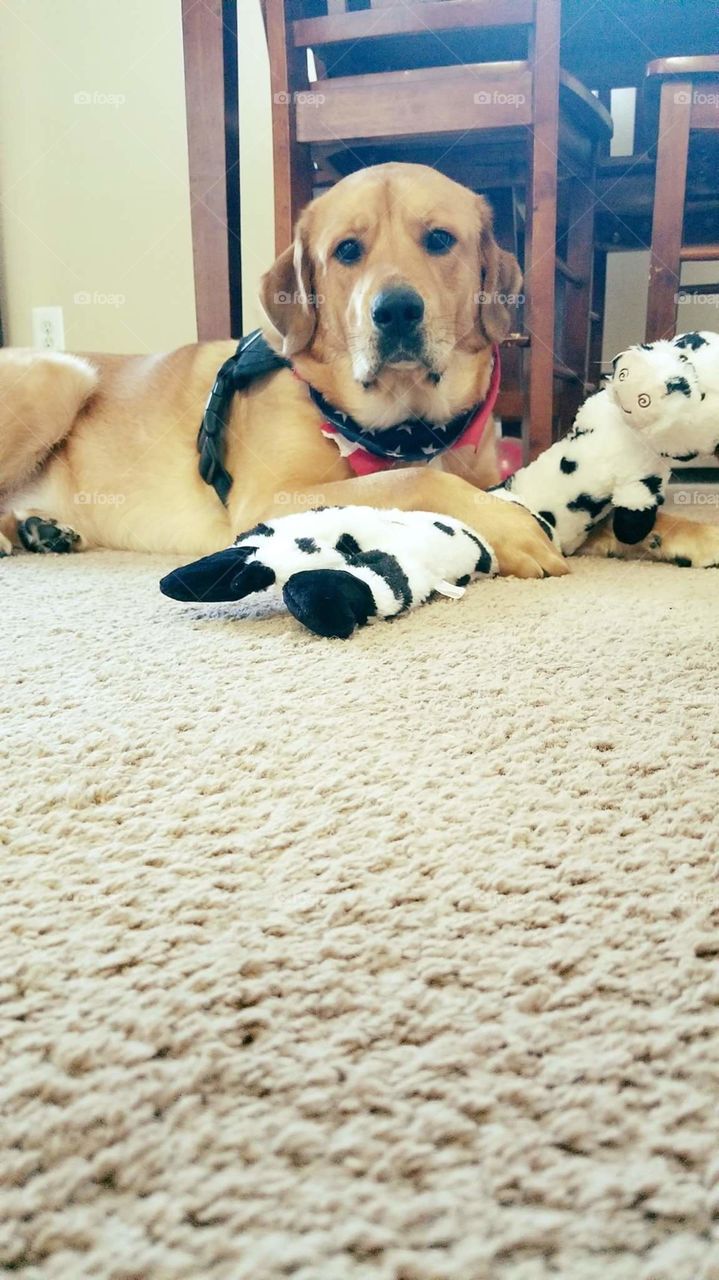 puppy dog loves his stuffed animal toys