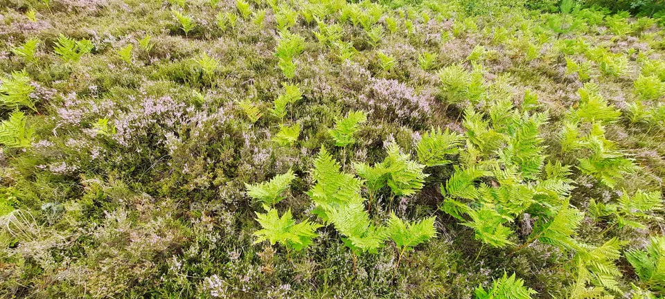 carpet of nature
