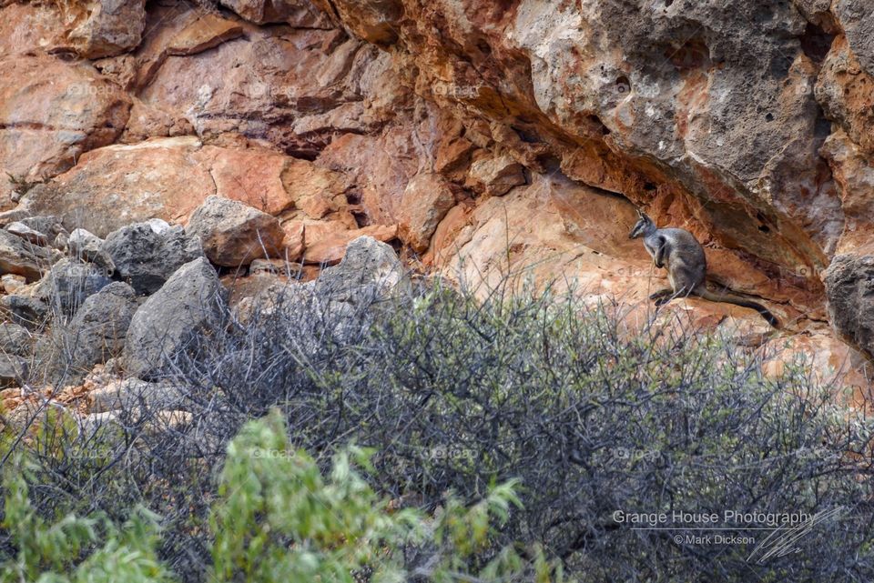 Nature, Rock, Stone, Tree, Outdoors