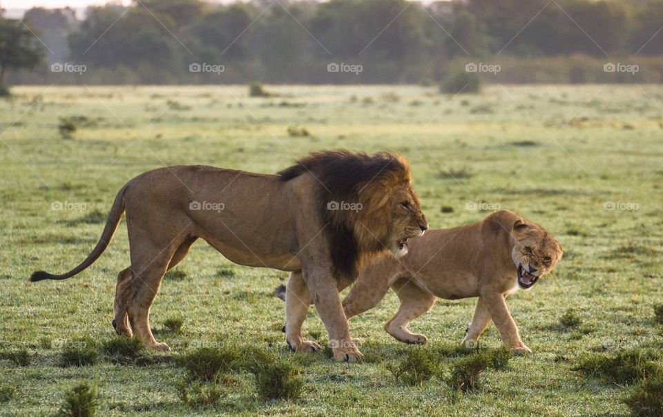 Lion and young one