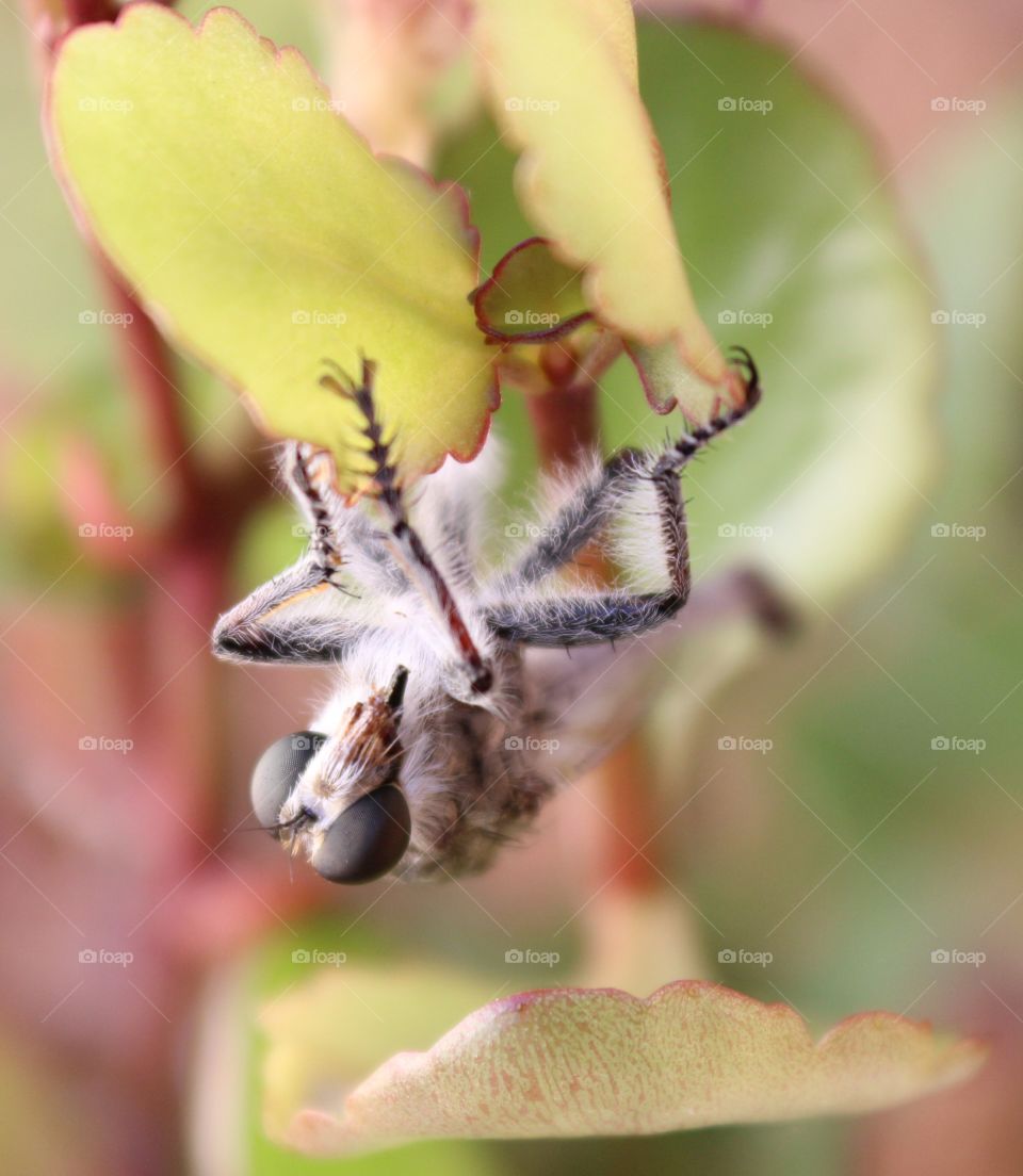 shapes on insect's eyes, feet, face and leaves