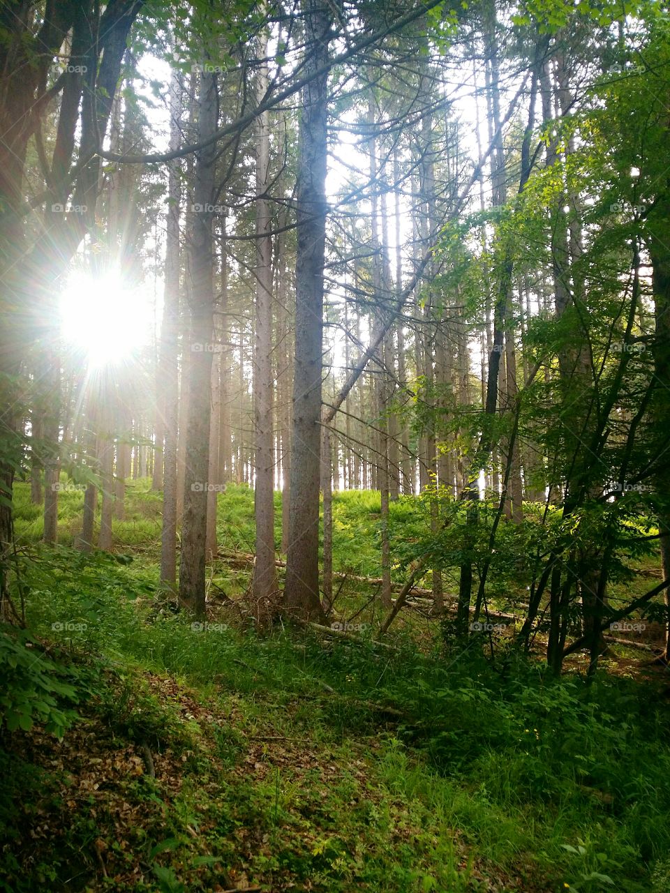 Sun Shining Through the Woods