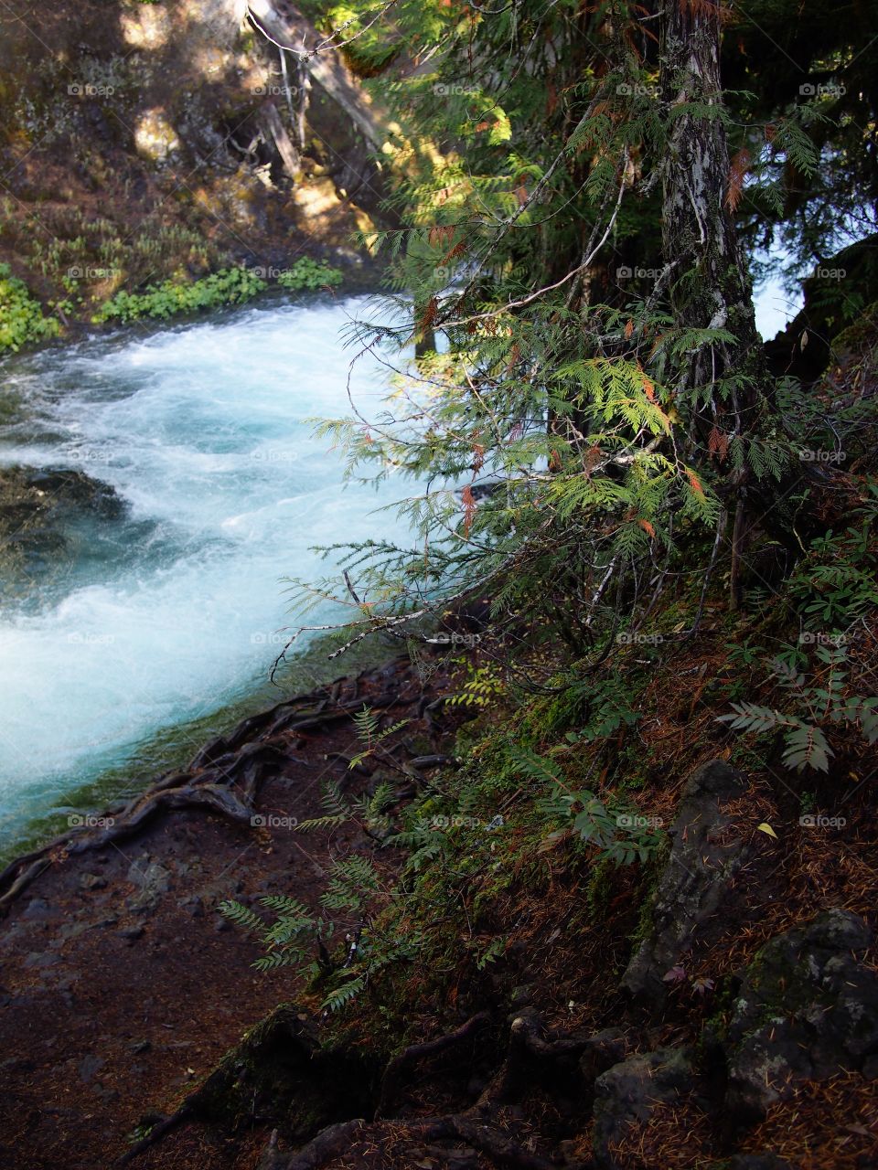 The beautiful McKenzie River in Western Oregon near its headwaters with whitewater and rapids flowing through a canyon covered in trees and greenery on a fall morning at sunrise. 