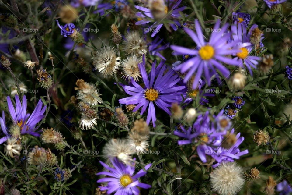 Purple wildflowers in New Mexico on reversal film