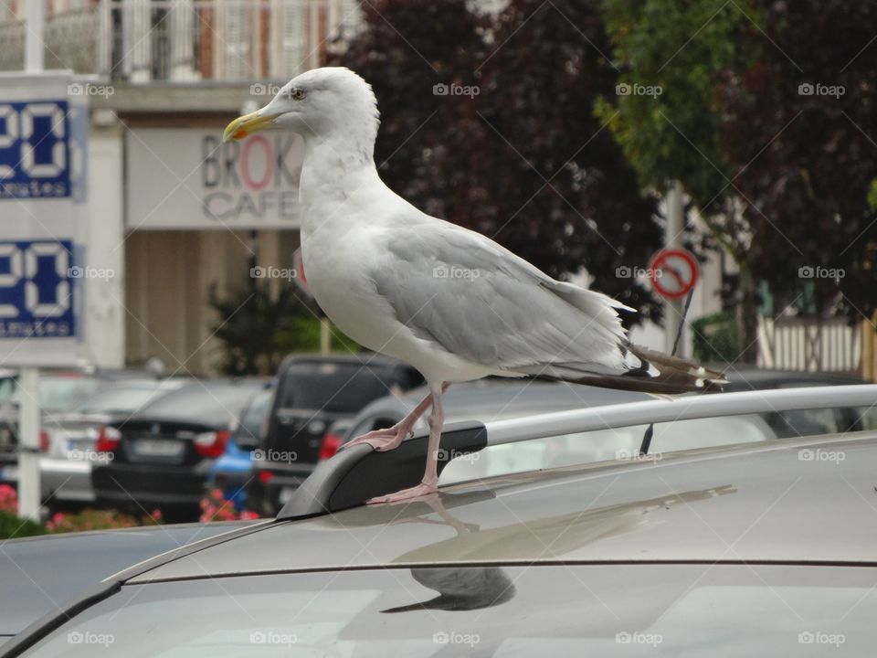 seagull in Deauville