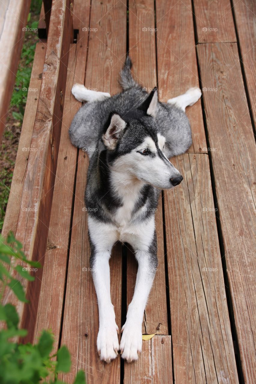 Husky Resting on a deck