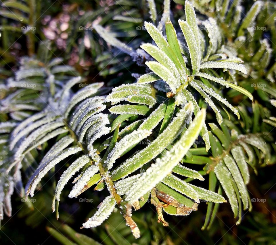 snowy plant