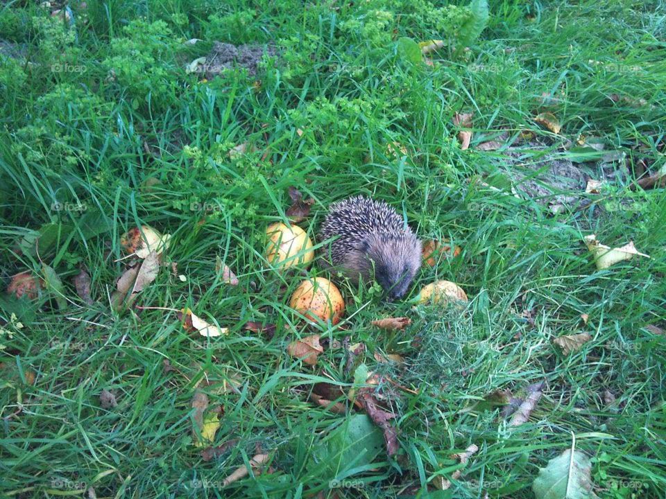 Igel im Garten